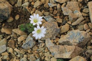 Edmondstons Chickweed, Unst